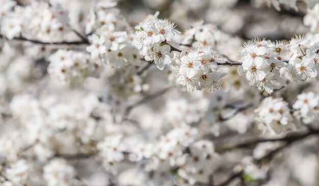 Fiori di ciliegio in primavera bellissimi fiori bianchi