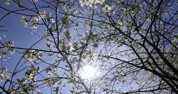 fiori di ciliegio in primavera in tempo soleggiato