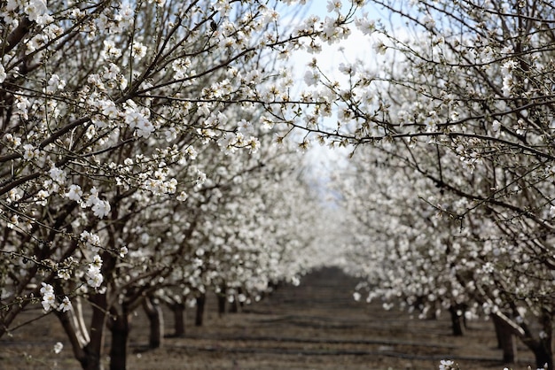 Fiori di ciliegio in primavera