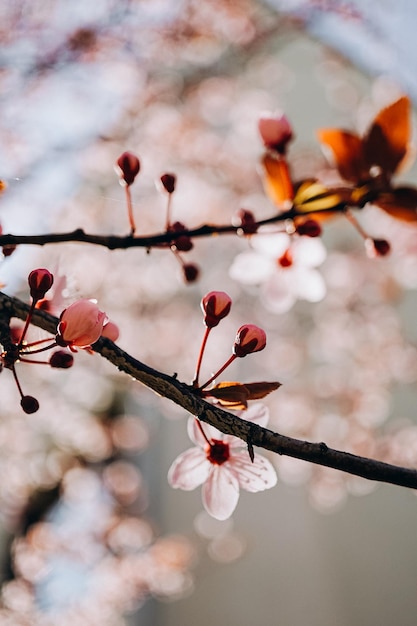 fiori di ciliegio in primavera