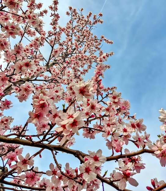 Fiori di ciliegio in primavera