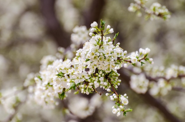 Fiori di Ciliegio in un giardino a Seoul Corea del Sud