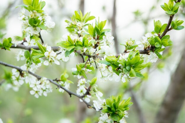 Fiori di ciliegio in una giornata estiva