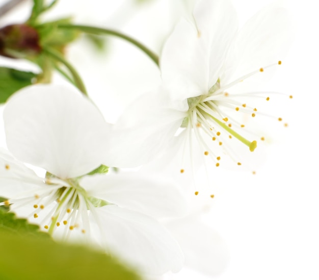 Fiori di ciliegio isolati