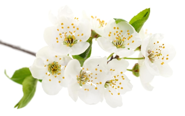 Fiori di ciliegio isolati