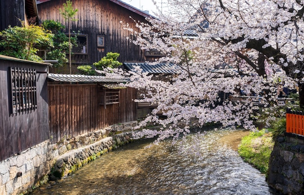 Fiori di ciliegio lungo il fiume Gion Shirakawa vecchie case popolari giapponesi.