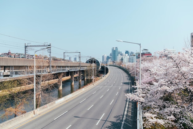 Fiori di ciliegio lungo l'autostrada a Seoul Corea del Sud