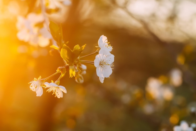 Fiori di ciliegio nel parco primaverile Splendidi rami degli alberi con fiori bianchi nella calda luce del tramonto