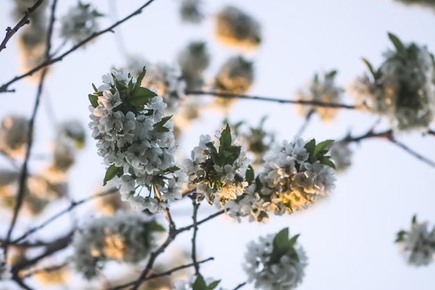 Fiori di ciliegio nel parco primaverile Splendidi rami degli alberi con fiori bianchi nella calda luce del tramonto