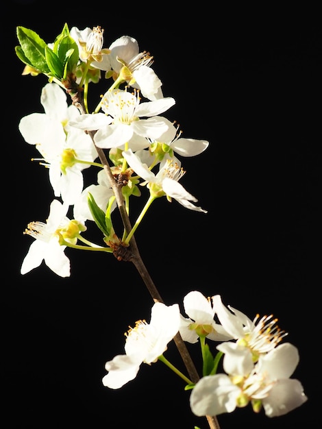 Fiori di ciliegio o ciliegio di uccello su sfondo nero Primo piano di un bellissimo ramo con fiori bianchi Bouquet primaverile luminoso Prunus padus noto come hagberry di hagberry di ciliegio di uccello o albero di Mayday