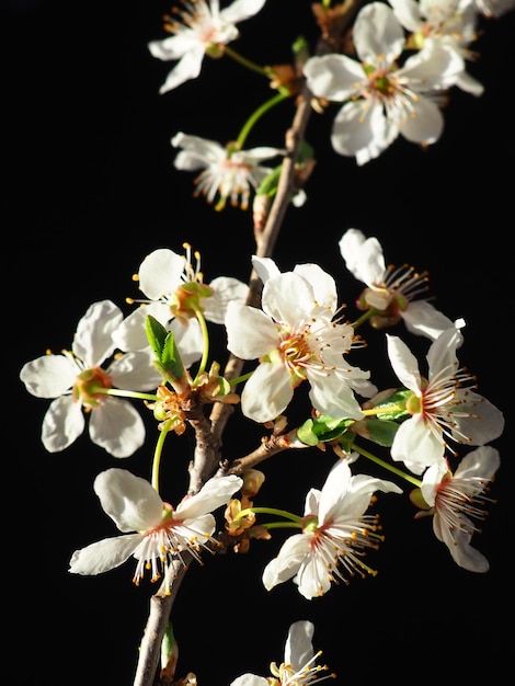 Fiori di ciliegio o ciliegio di uccello su sfondo nero Primo piano di un bellissimo ramo con fiori bianchi Bouquet primaverile luminoso Prunus padus noto come hagberry di hagberry di ciliegio di uccello o albero di Mayday