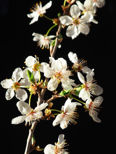 Fiori di ciliegio o ciliegio su sfondo nero Primo piano di un bellissimo ramo con fiori bianchi