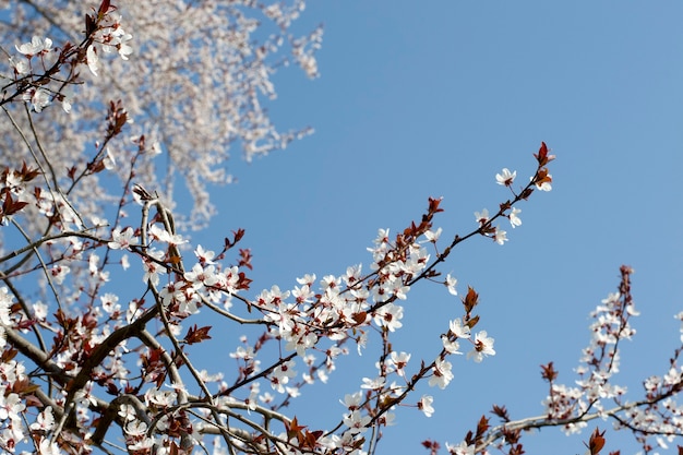 Fiori di ciliegio primaverile