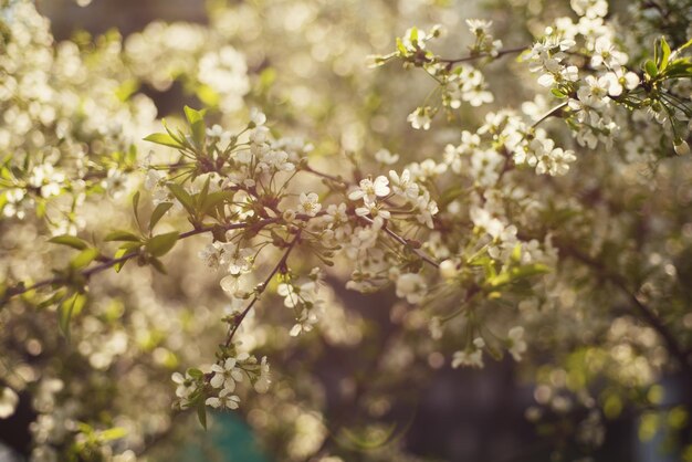 Fiori di ciliegio primaverile