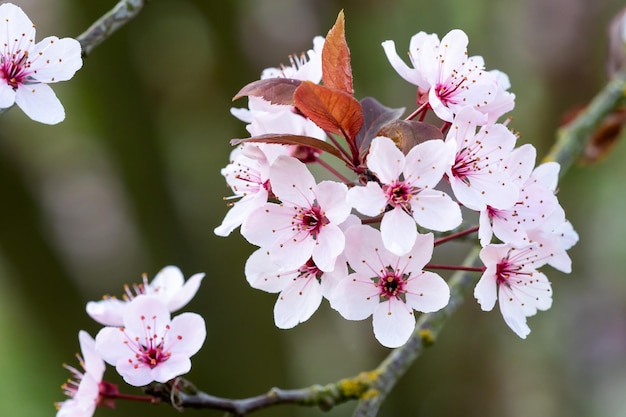 Fiori di ciliegio primaverili fiori rosa