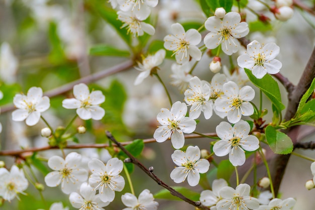 Fiori di ciliegio primaverili in condizioni naturali Sfondo bianco floreale naturale