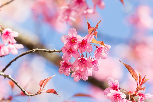 Fiori di ciliegio primaverili