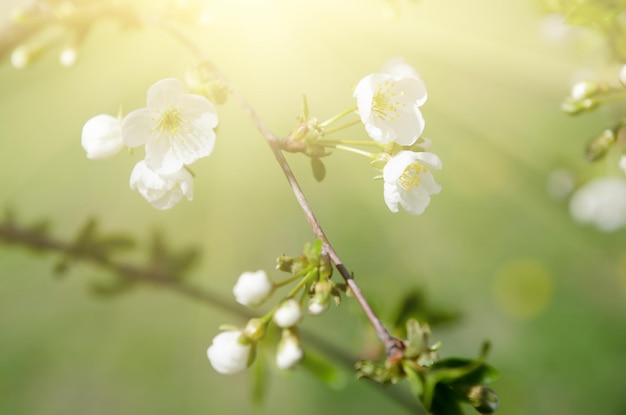 Fiori di ciliegio primaverili