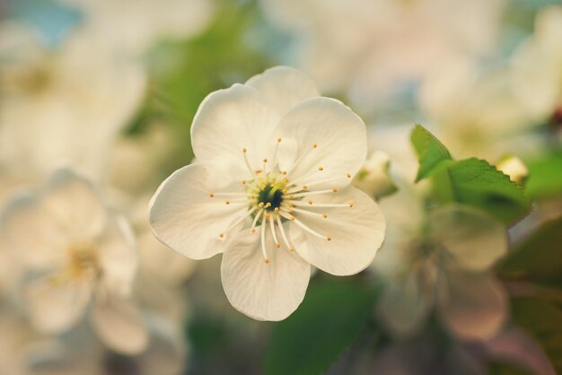 Fiori di ciliegio primaverili