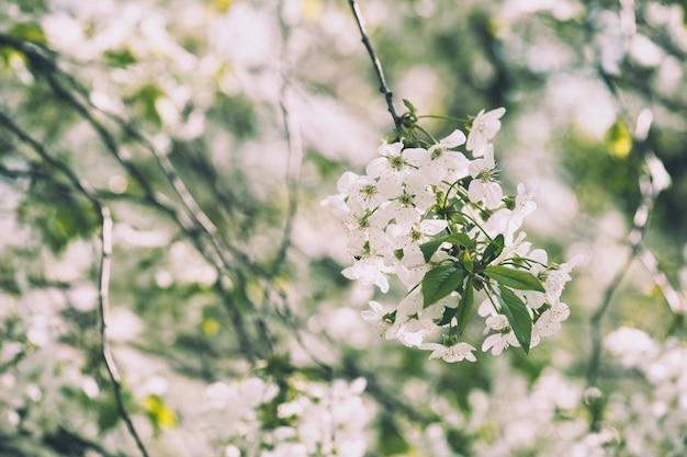 Fiori di ciliegio primaverili