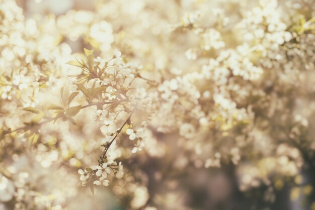 Fiori di ciliegio primaverili