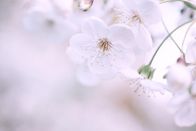 Fiori di ciliegio primaverili