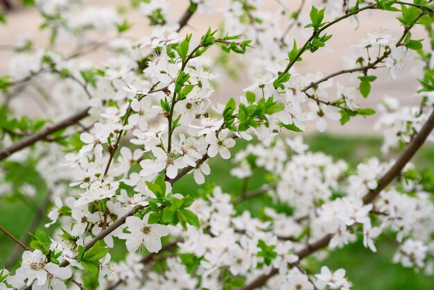 Fiori di ciliegio primaverili