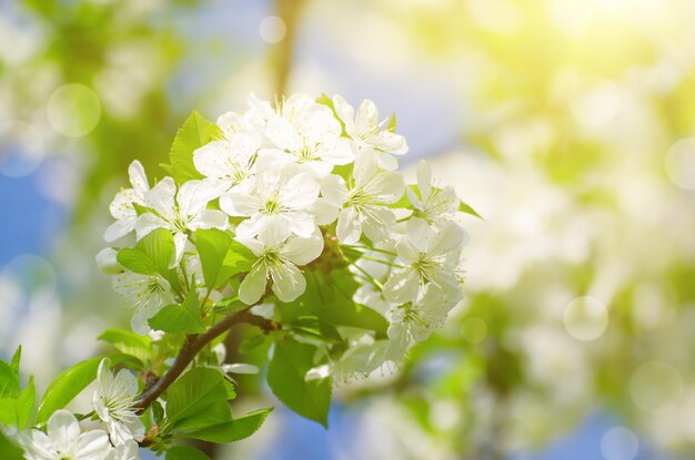 Fiori di ciliegio primaverili