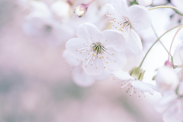 Fiori di ciliegio primaverili