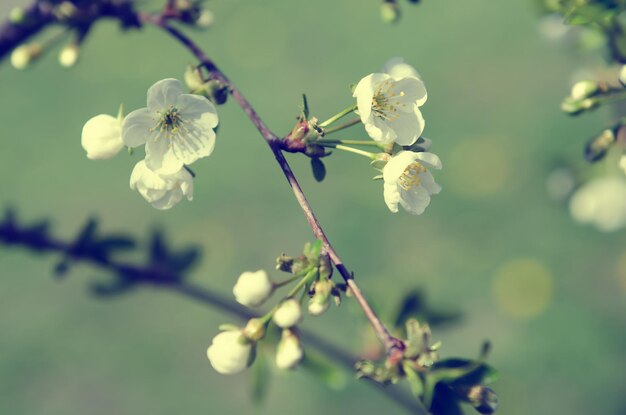 Fiori di ciliegio primaverili