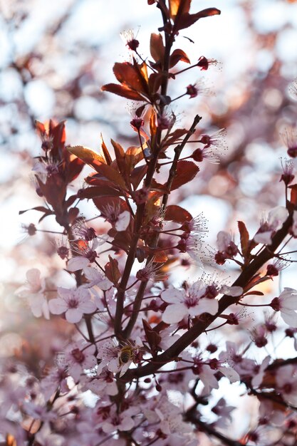 Fiori di ciliegio primaverili