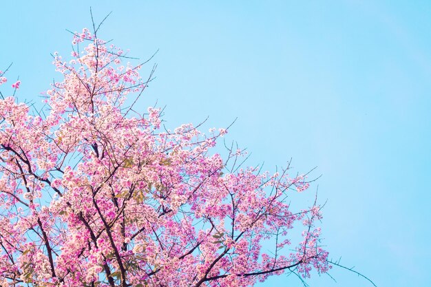 Fiori di ciliegio rosa bellissimi fiori contro il cielo blu in primavera estate bella natura dolce