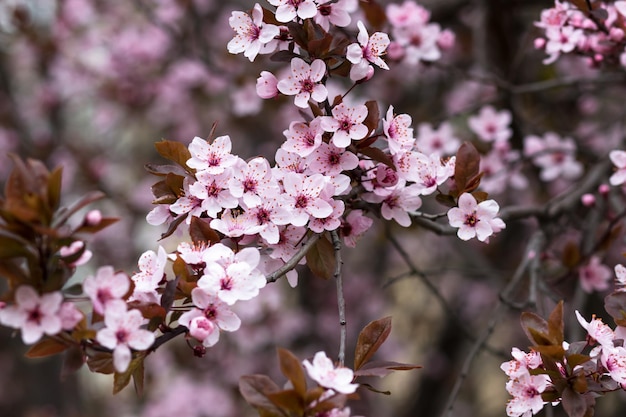 Fiori di ciliegio rosa Cartolina di primavera