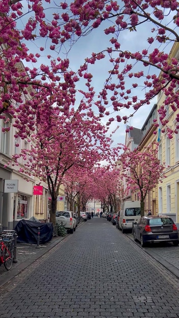 Fiori di ciliegio rosa giapponesi per le strade di Bonn Germania 20 aprile 2023