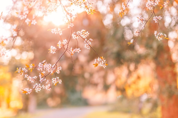 Fiori di ciliegio rosa in fiore che sbocciano in primavera, tempo di Pasqua contro un bokeh sfocato naturale e soleggiato