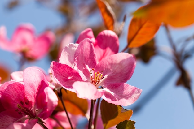 Fiori di ciliegio rosa in primavera