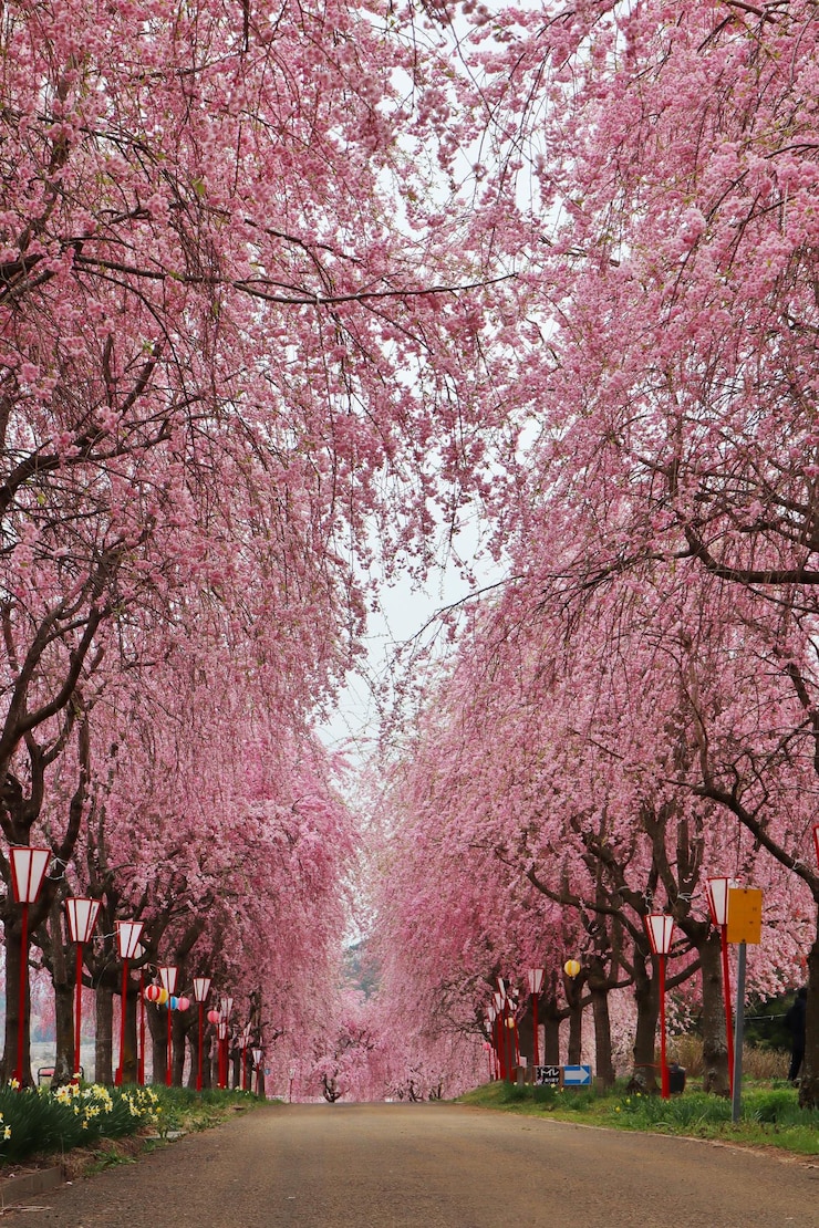 Foto fiori di ciliegio rosa nel parco