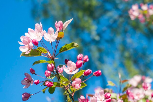 Fiori di ciliegio rosa sullo sfondo del cielo nel giardino di primavera