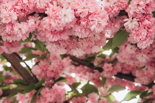 Fiori di ciliegio rosa