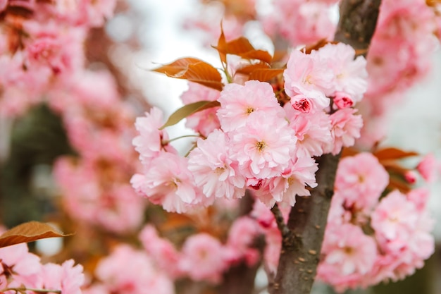 Fiori di ciliegio Sakura che sbocciano fiori nel parco giardino all'inizio della primavera. Celebrazione dell'Hanami