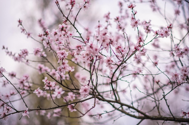 Fiori di ciliegio Sakura fiori primaverili