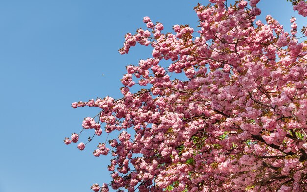 Fiori di ciliegio Sakura