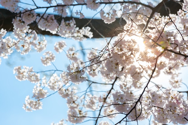 Fiori di ciliegio Sakura