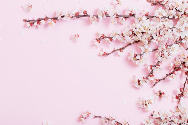 Fiori di ciliegio su carta rosa