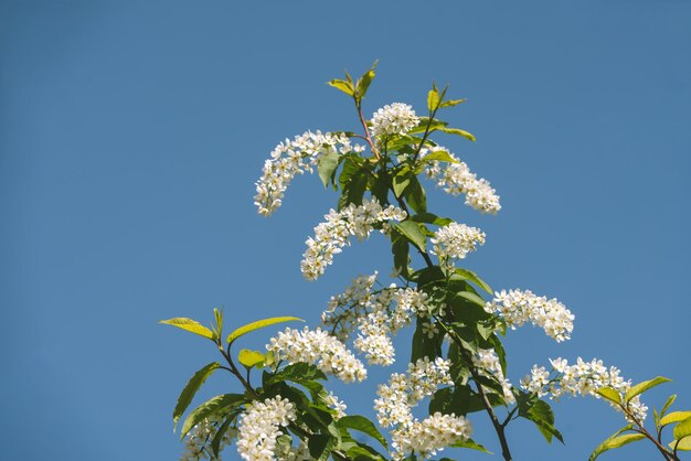 Fiori di ciliegio su sfondo blu cielo