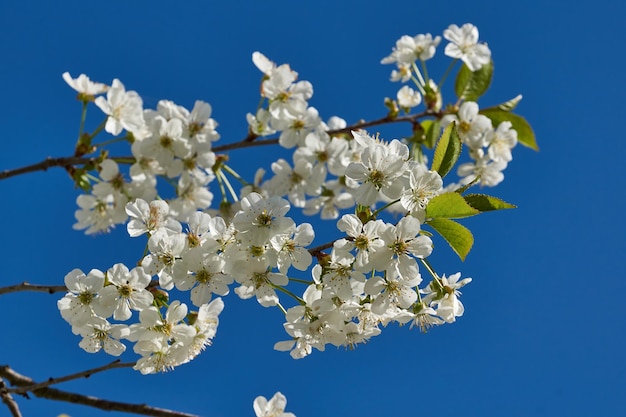 Fiori di ciliegio su sfondo blu cielo