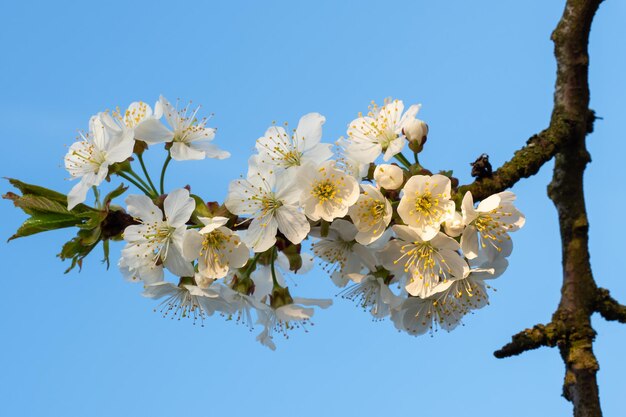 Fiori di ciliegio su un cielo blu Sfondo floreale di primavera Fiori di ciliegio che sbocciano in primavera