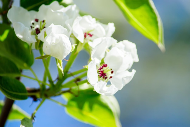 Fiori di ciliegio su un primo piano del ramo Albero in fiore nel giardino