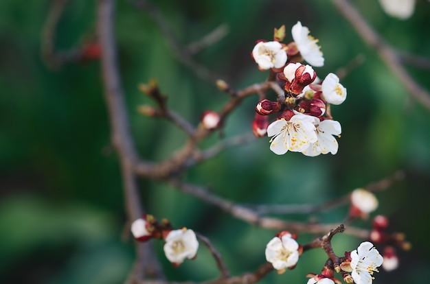 Fiori di ciliegio su un ramo in primavera