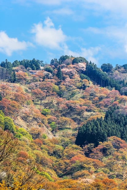 Fiori di ciliegio su Yoshinoyama, Nara, Giappone paesaggio primaverile.